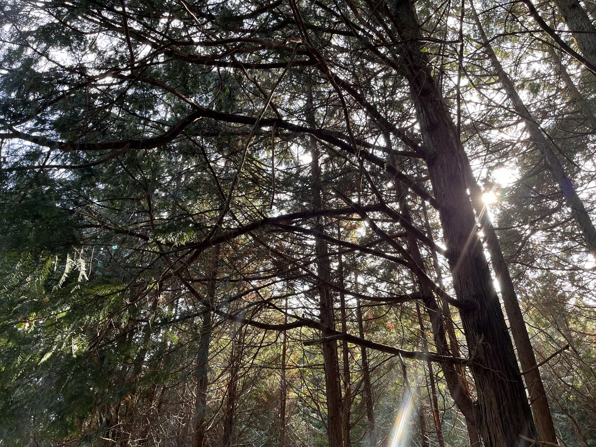 金勝の山の森林